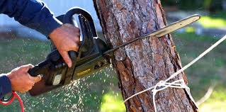 Professional Tree Care in Flower Hill, MD