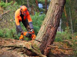 Best Lawn Pest Prevention  in Flower Hill, MD