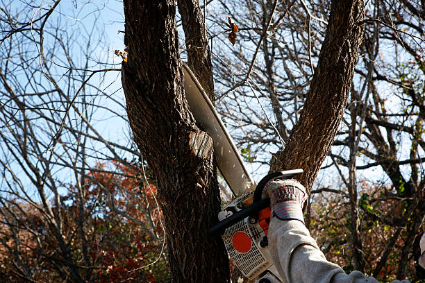 Best Aeration Services  in Flower Hill, MD