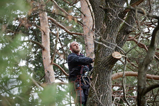 How Our Tree Care Process Works  in  Flower Hill, MD